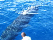 Female in Dominican Pod, 2005