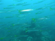 A school of yellowtail barracudas, Sphyraena flavicauda off Dayang, Malaysia.