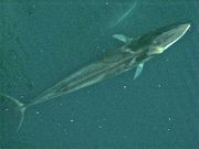 A Fin Whale.