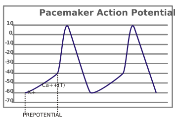 Image:Pacemaker potential.svg