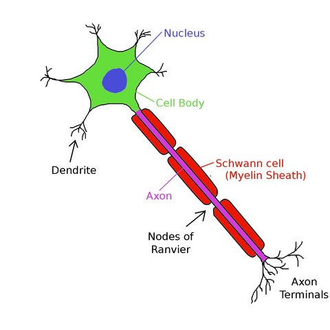 Image:Neuron1.jpg