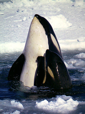 Image:Type C Orcas.jpg