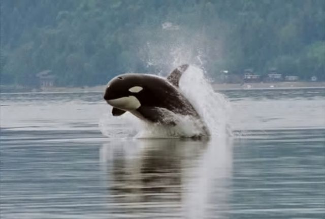Image:Orca porpoising.jpg
