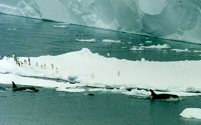 Image:Orcas and penguins cropped.JPG