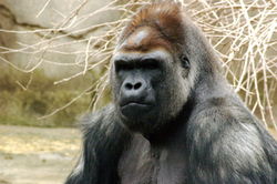 Western Lowland Gorilla