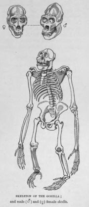 Skeleton of a gorilla