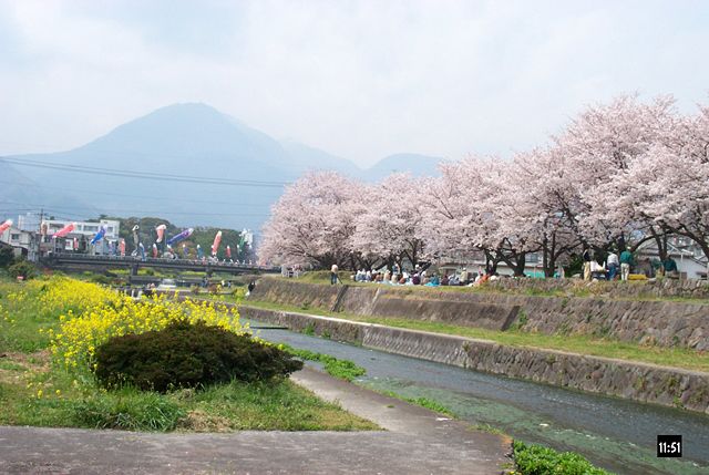 Image:Hanami party, sakura and koi nobori.jpg