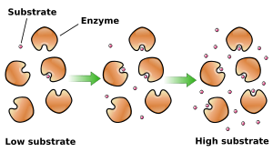 Reaction rates increase as substrate concentration increase, but become saturated at very high concentrations of substrate.