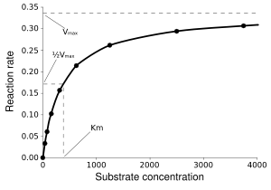 Saturation curve for an enzyme showing the relation between the concentration of substrate and rate.