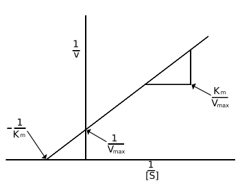 Lineweaver–Burk or double-reciprocal plot of kinetic data, showing the significance of the axis intercepts and gradient.