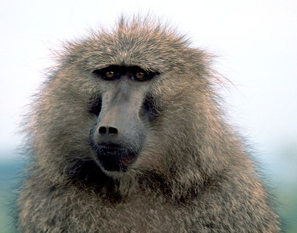 Image:Olive baboon.jpg