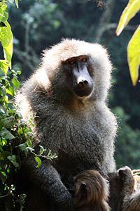 Male olive baboon and infant.  Ngorongoro Crater, Tanzania.