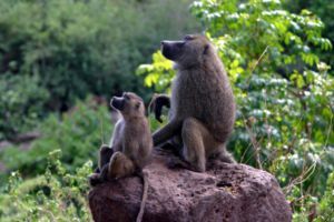 Baboon with its mother. Lake Manayara National Park, Tanzania