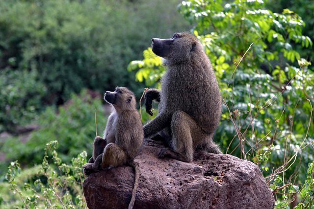 Image:Baboons on rock.jpg