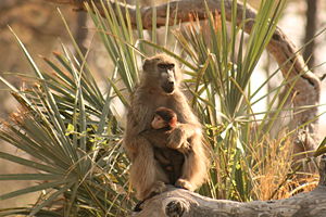 A female Baboon with young. Okavango delta Botswana