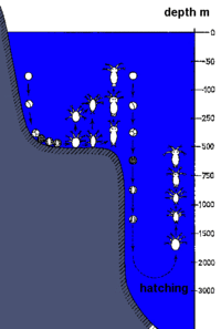 The eggs are spawned close to the surface and start sinking. In the open ocean they sink for about 10 days: the nauplii hatch at around 3000 m depth