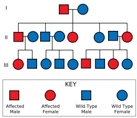 HD is inherited in an autosomal dominant fashion.