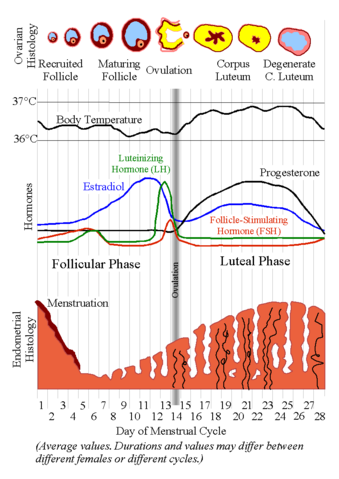 Image:MenstrualCycle2.png