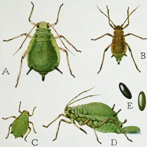 Image:Snodgrass Aphis pomi.jpg