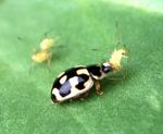 A "P-14" lady beetle consuming an aphid