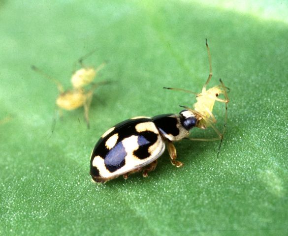 Image:P-14 lady beetle.jpg