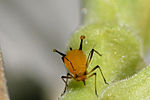 Aphid excreting defensive fluid from the cornicles.