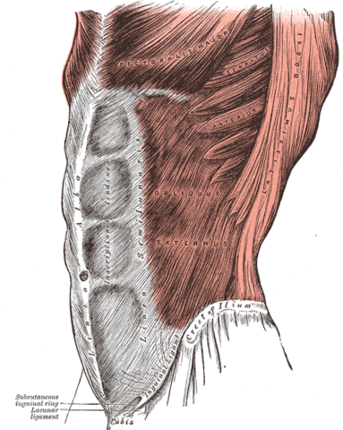 Image:Grays Anatomy image392.png