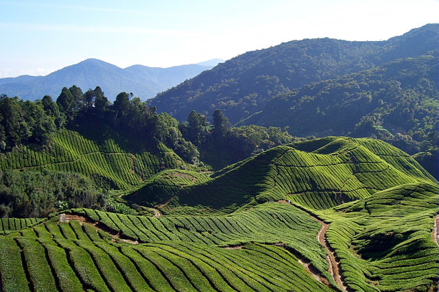 Image:Tea fields (Will Ellis)-2008-07-06.jpg