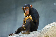 Chimpanzee