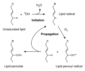 The free radical mechanism of lipid peroxidation.