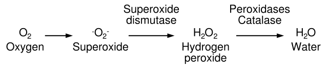 Image:Antioxidant pathway.svg