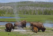 Bison graze near a hot spring