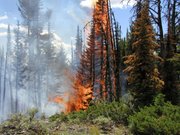 Fire in Yellowstone National Park