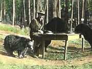 Park Superintendent Horace M. Albright and dinner guests, 1922