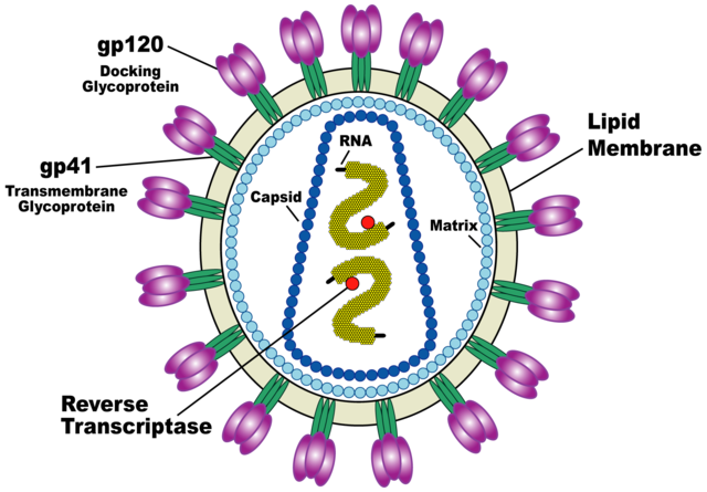 Image:HIV Viron.png