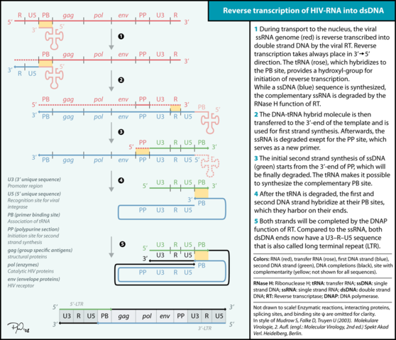 Image:Reverse Transcription.png