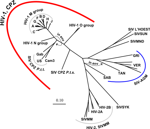 Image:HIV-SIV-phylogenetic-tree.svg