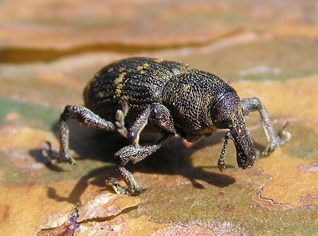 Image:Hylobius abietis 3 bialowieza forest beentree.jpg