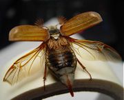 A cockchafer with its elytra raised, exposing the membranous flight wings, where the veins are visible