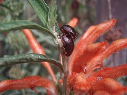 Leaf beetles mating in San Francisco