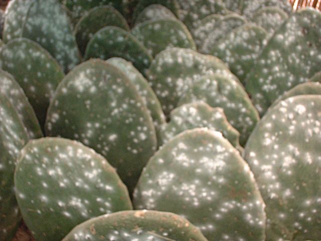 Image:Cochineal infected pads.jpg