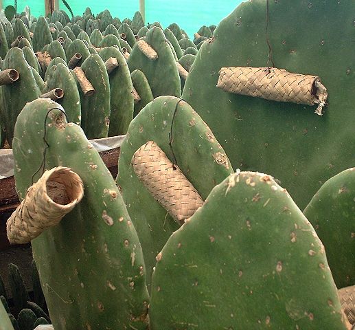 Image:Cochinel Zapotec nests.jpg