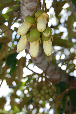 Image:Durian flower.jpg