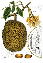 Durio zibethinus. Chromolithograph by Hoola Van Nooten, circa 1863