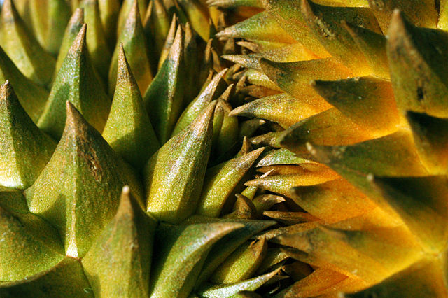 Image:Durian with sharp thorns.jpg