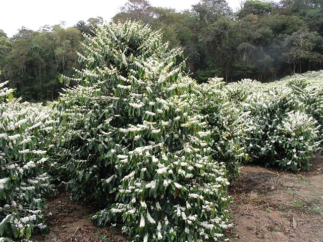 Image:Coffee Flowers Show.jpg