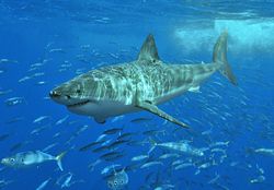 White shark at Isla Guadalupe, Mexico