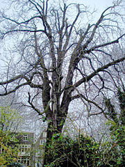 The Anne Frank tree in the garden behind the Anne Frank House