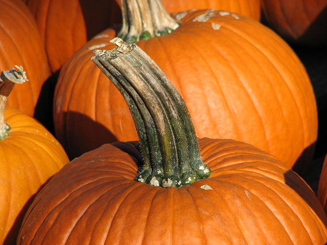 Image:Pumpkin stem.jpg