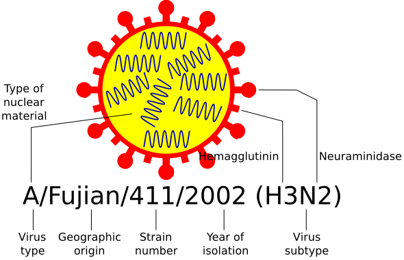 Image:Influenza nomenclature.svg